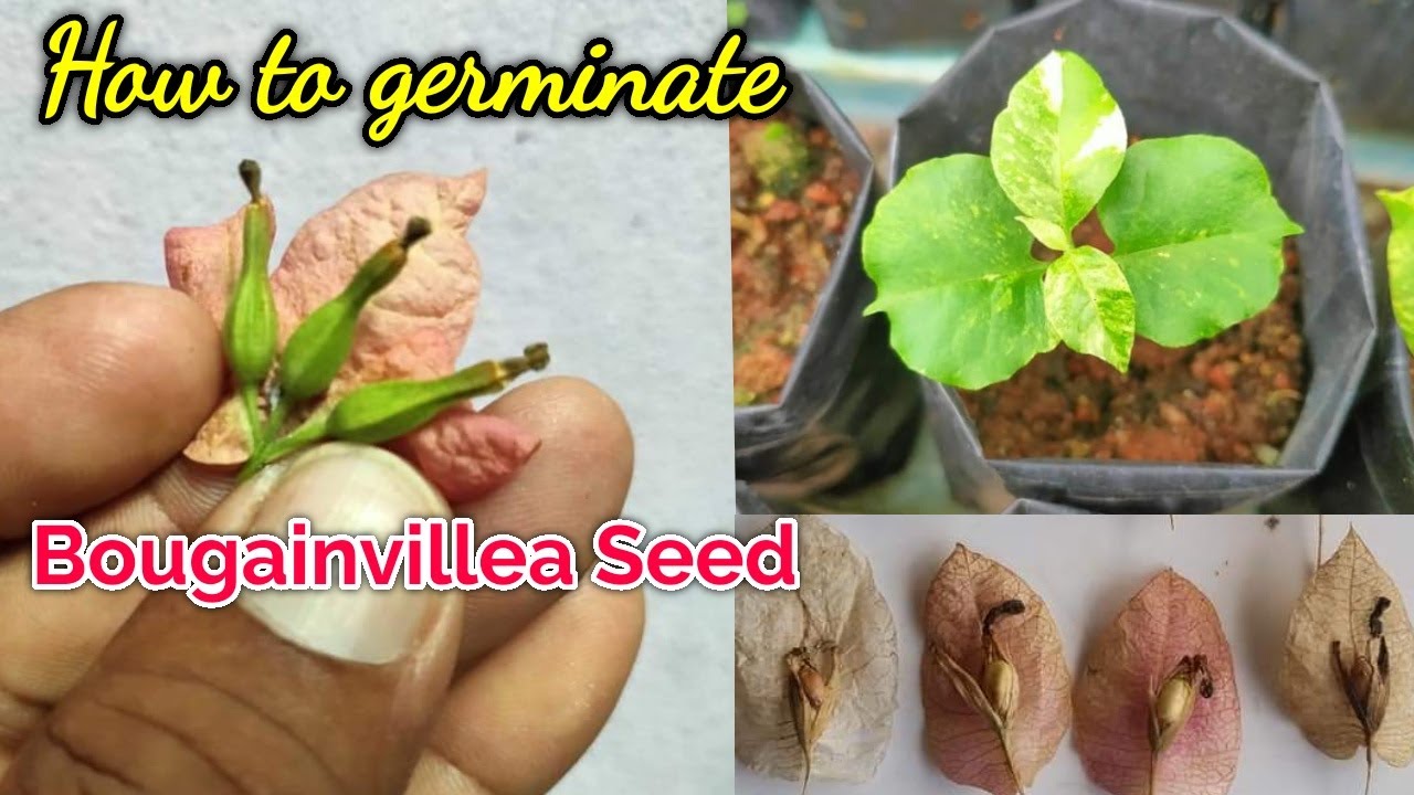 Bougainvillea Seed Germination// Propagate Bougainvillea from Seeds//Baganbilas