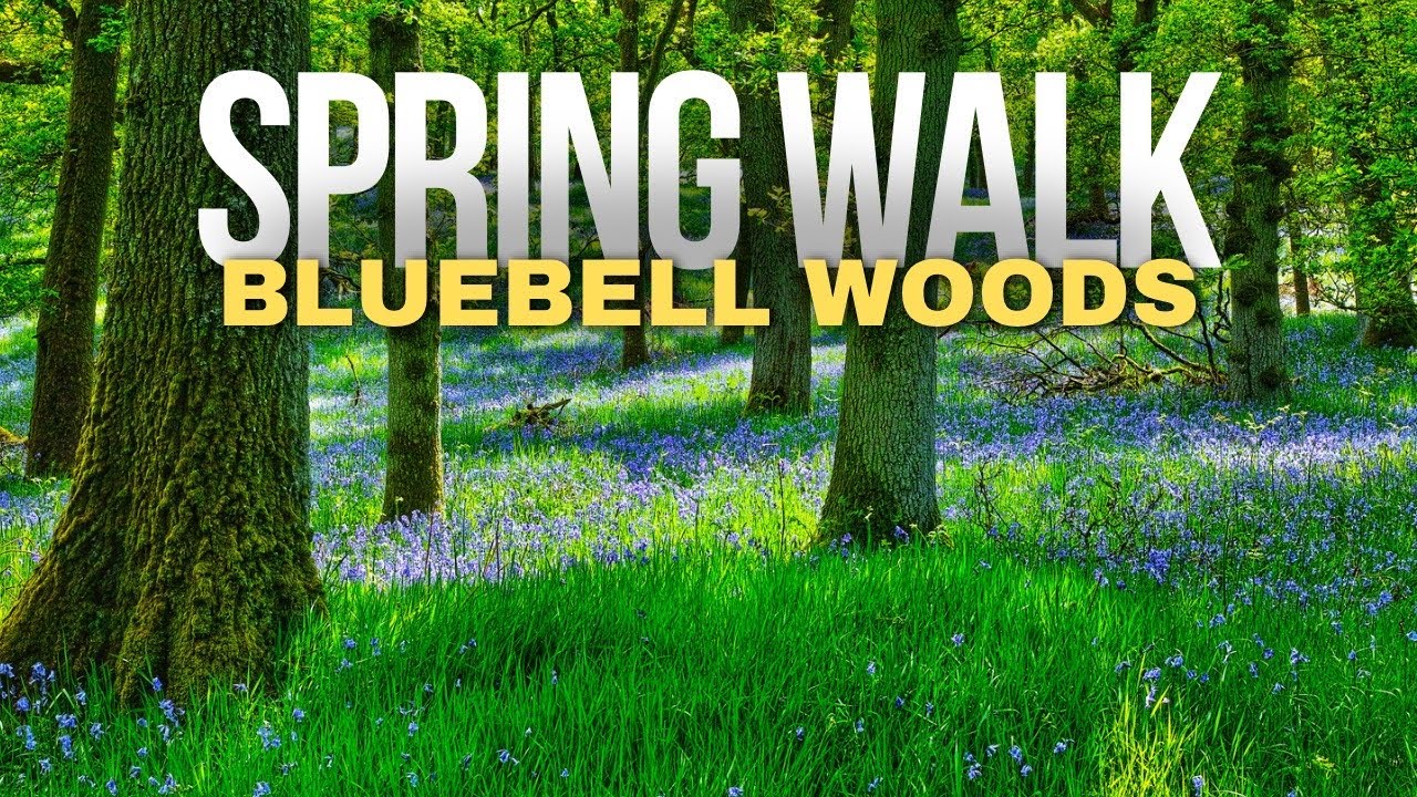 Lake District UK | English bluebell woodland | relaxing 4K walking tour