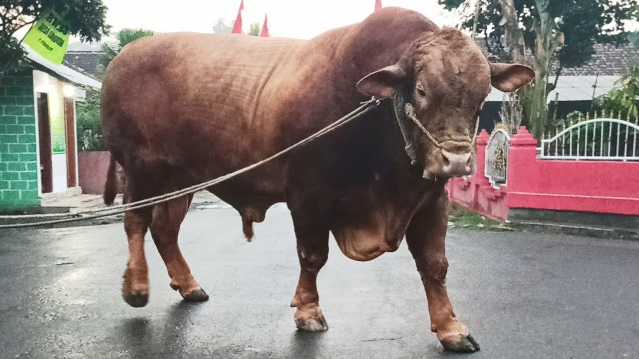 Jalan-Jalan Sapi Terbesar Bima Sakti Di Kediri Jawa Timur Indonesia Asia 🌏