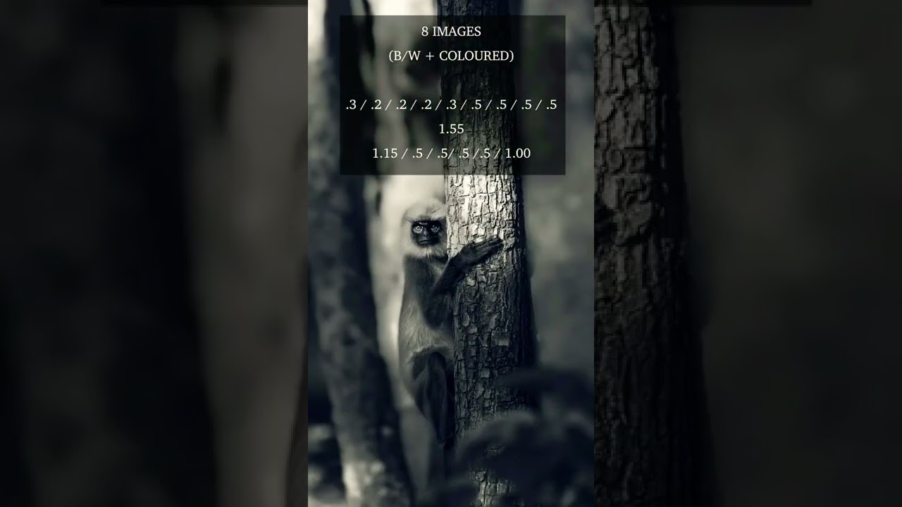 wildlife photography tips 