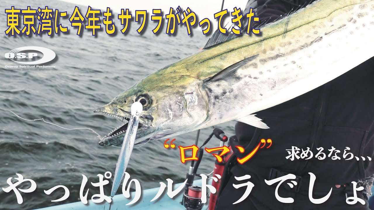 【ルドラ1本勝負！】やっぱりサワラはミノーで釣るのが