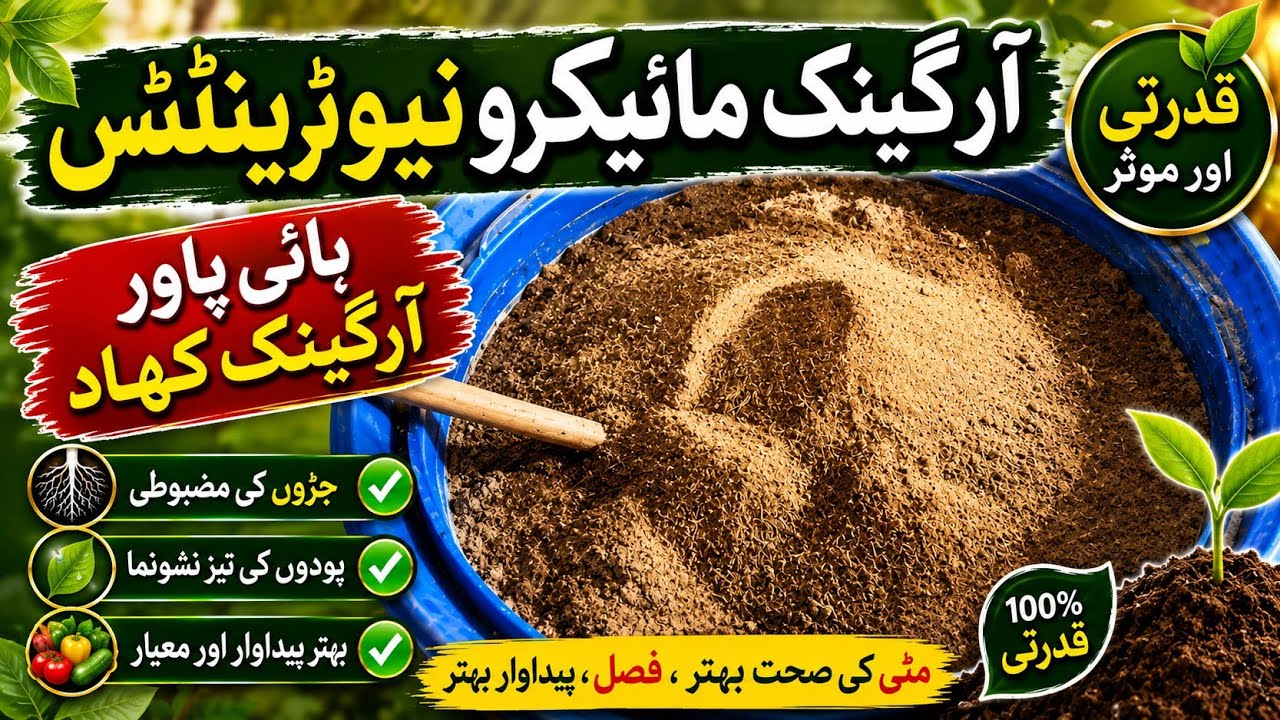How to Make Organic MicroNutrients | Highpower MicroNutrients Fertilizer |  مائیکرونیوٹرنٹس کی تیاری