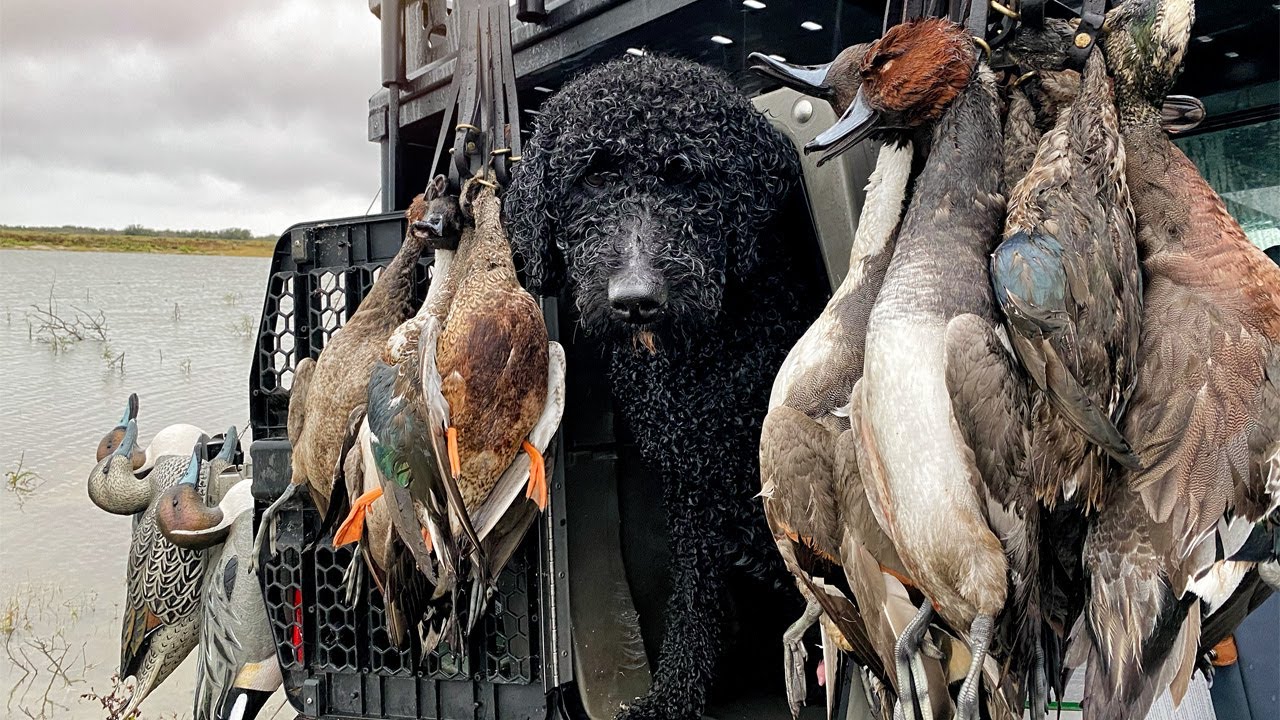 Doodles CAN hunt! | American Hunting Doodles Texas Testimonial | Doak and Odin