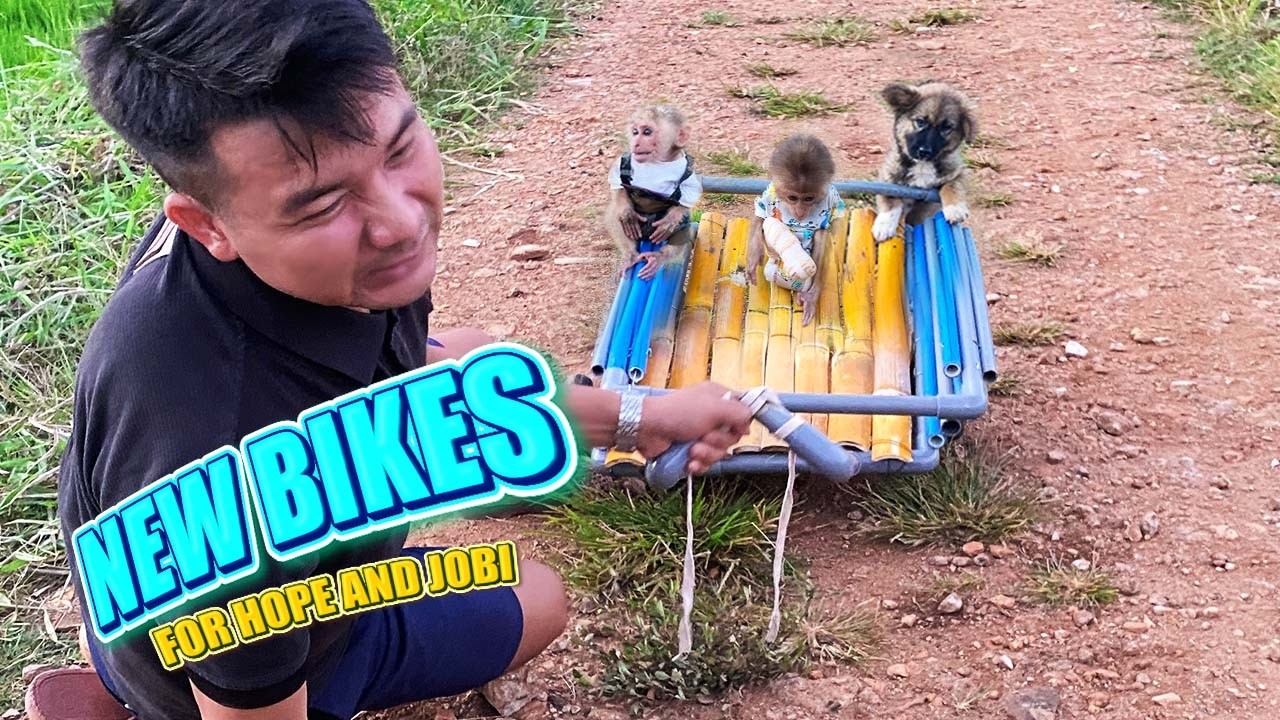 Dad Hung Makes A Cart For Hope, Jobi And Lucky – So Cute!