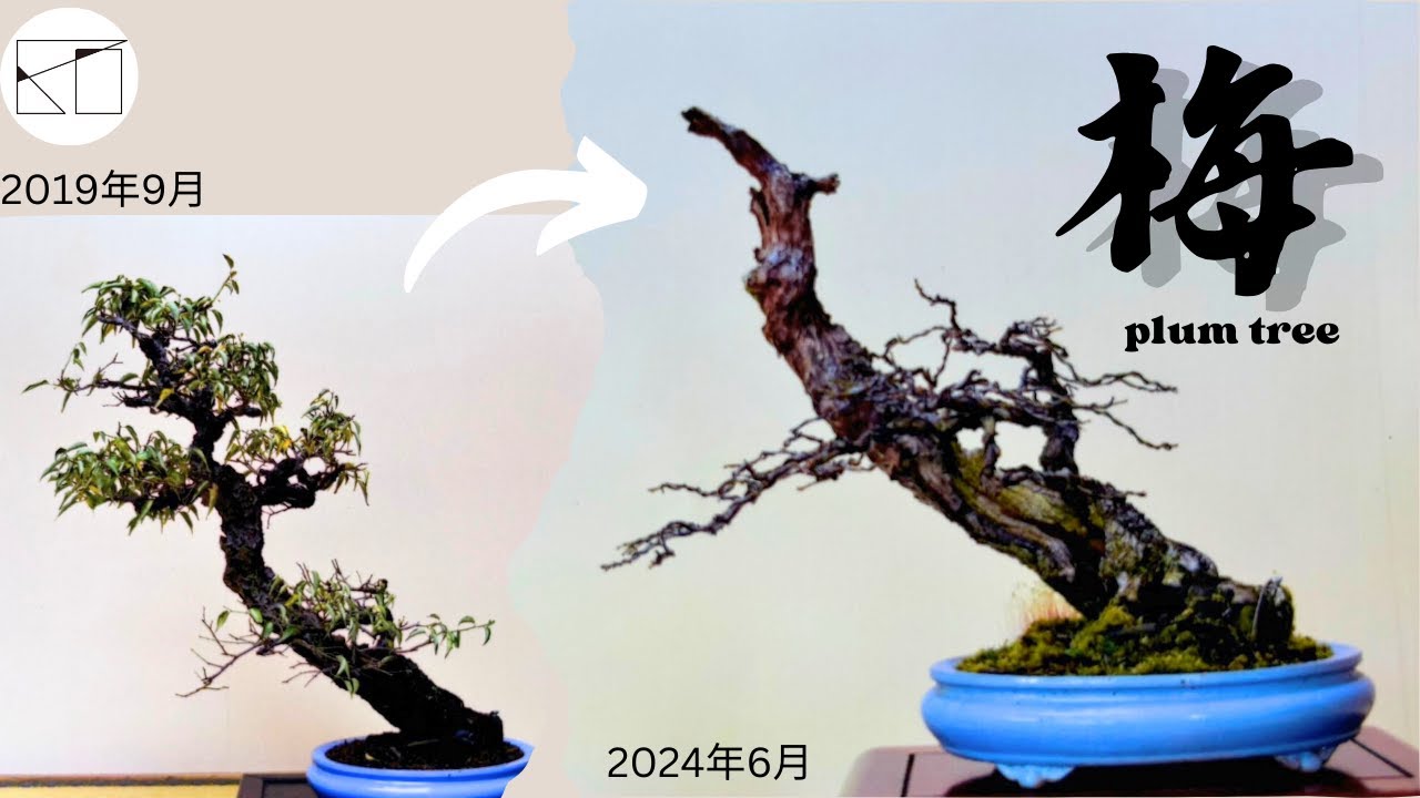 小枝作りのための葉刈りと剪定【梅】plum tree