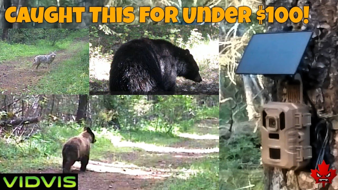 Under $100 and 4K? | VIDVIS Wi-Fi  Wildlife Cam Reviewed