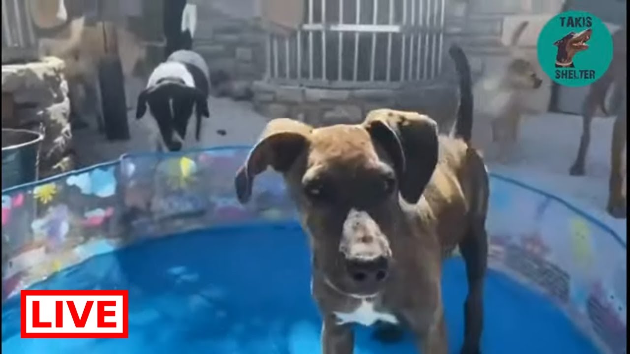 Athena loves the water!  -Takis Shelter