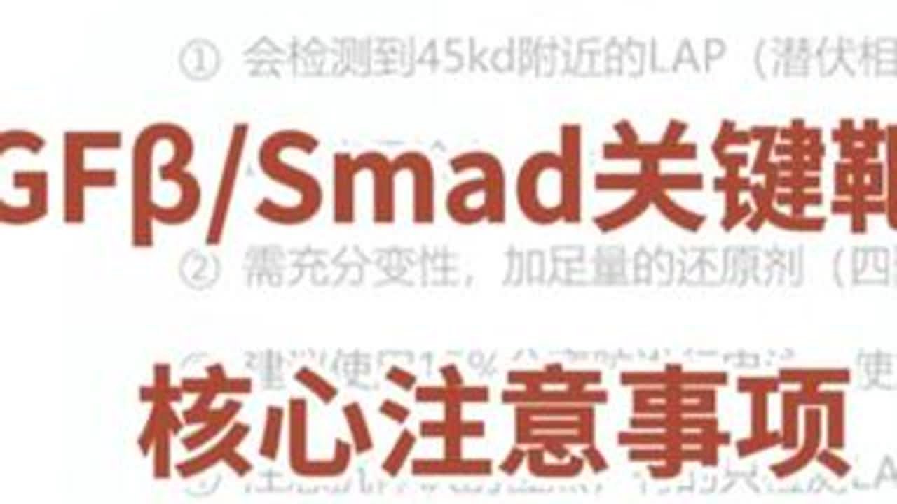 TGF&beta;/Smad 关键靶点-WB实验核心注意事项 #WB实验#靶点
