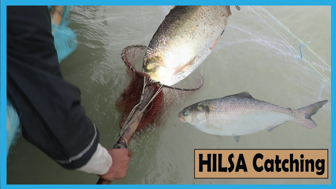 Believe this Hilsa Fishing? Amazing BIG Hilsa Catching Skill in Deep River| Fish Corn