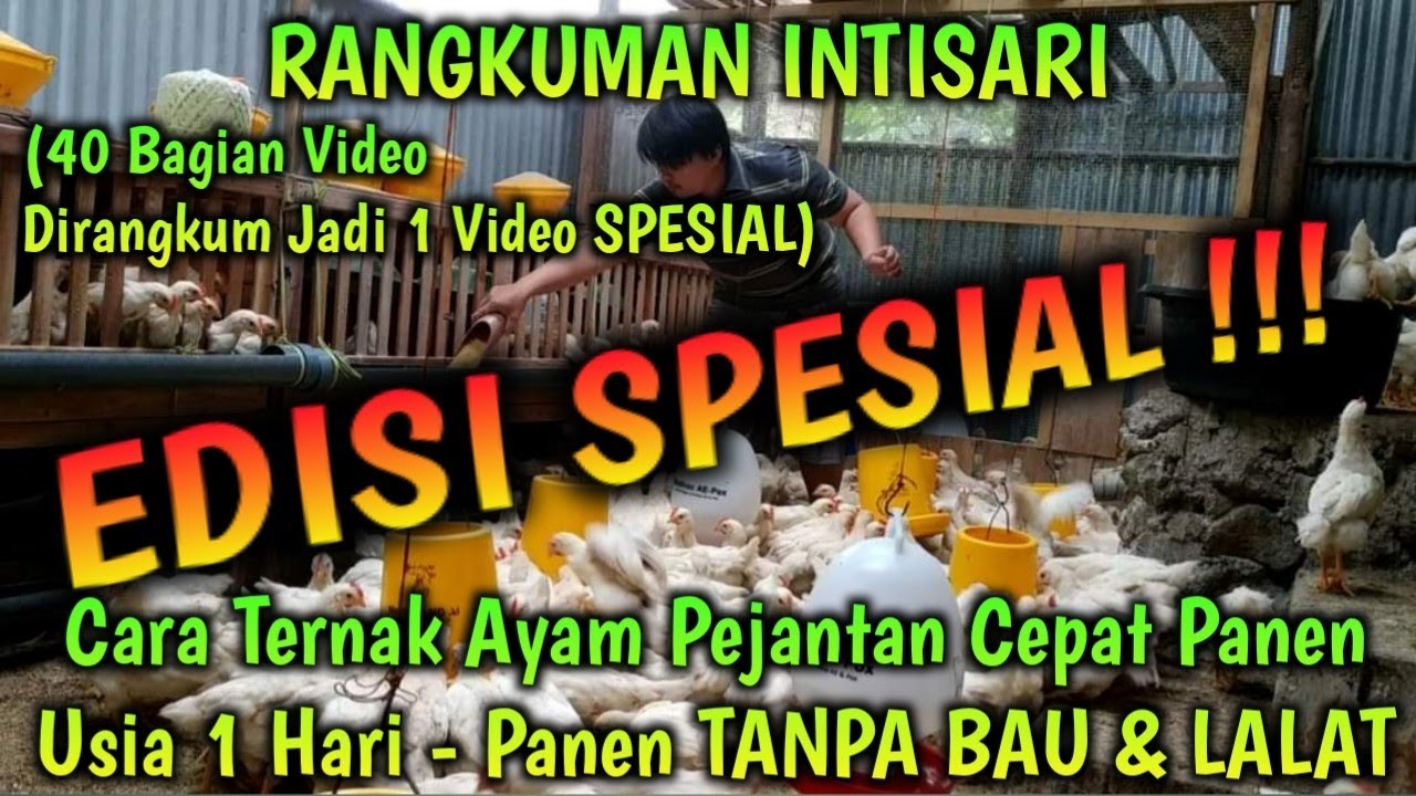 EDISI SPESIAL RANGKUMAN Cara Ternak Ayam Pejantan Cepat Panen Usia 1 Hari - Panen TANPA BAU & LALAT
