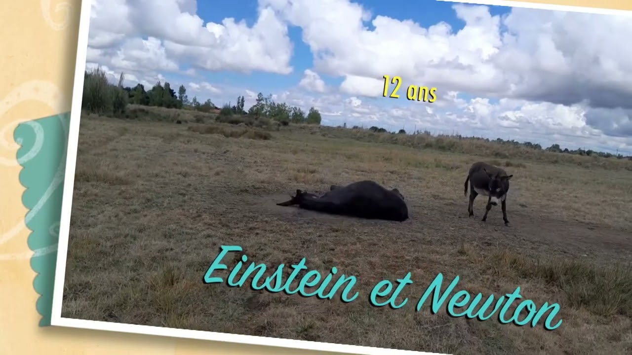 On insiste, mais elle l'est vraiment ! #animaux #anes #anecdote #mignon