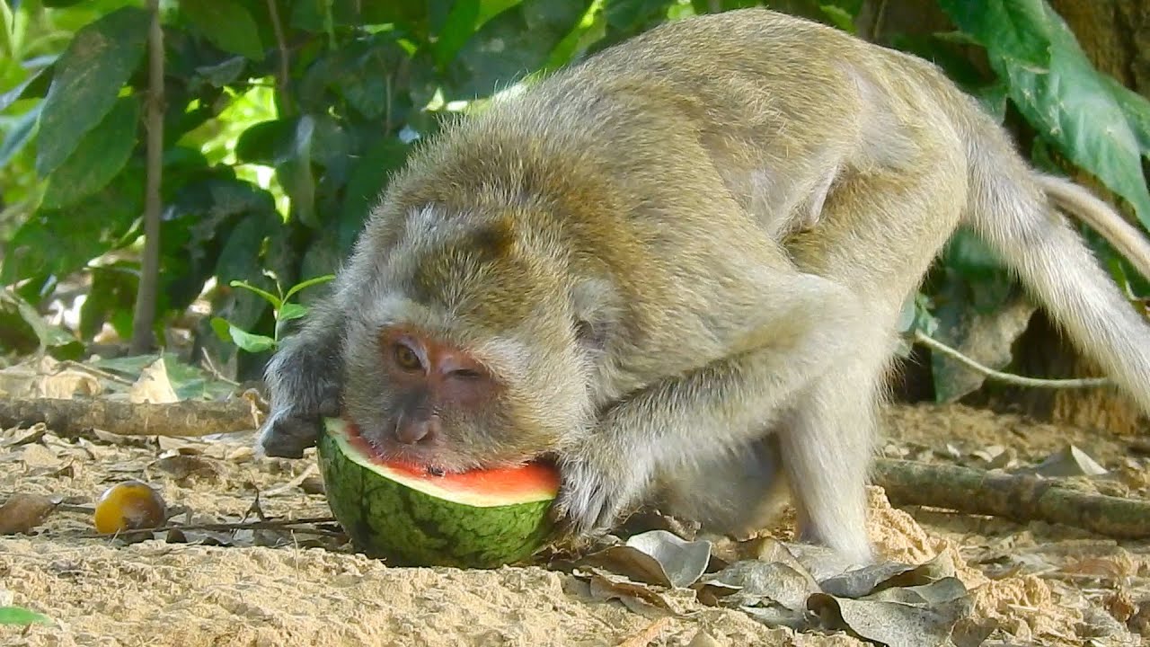 Pity, Blind Vigo And Mom Vegas really hungry Got Watermelon eat So Fast   Pity Mom Vegas