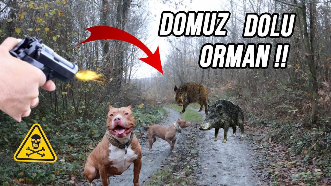 BOYKAYLA AV B&Ouml;LGESİNDE DOMUZ SALDIRINCA ZOR KA&Ccedil;TIK !! (ATEŞ ETTİK)