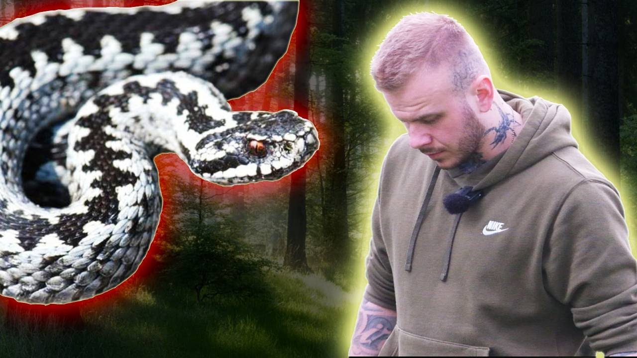 ❌NAJGROŹNIEJSZY POLSKI WĄŻ❌ ŻMIJA ZYGZAKOWATA
