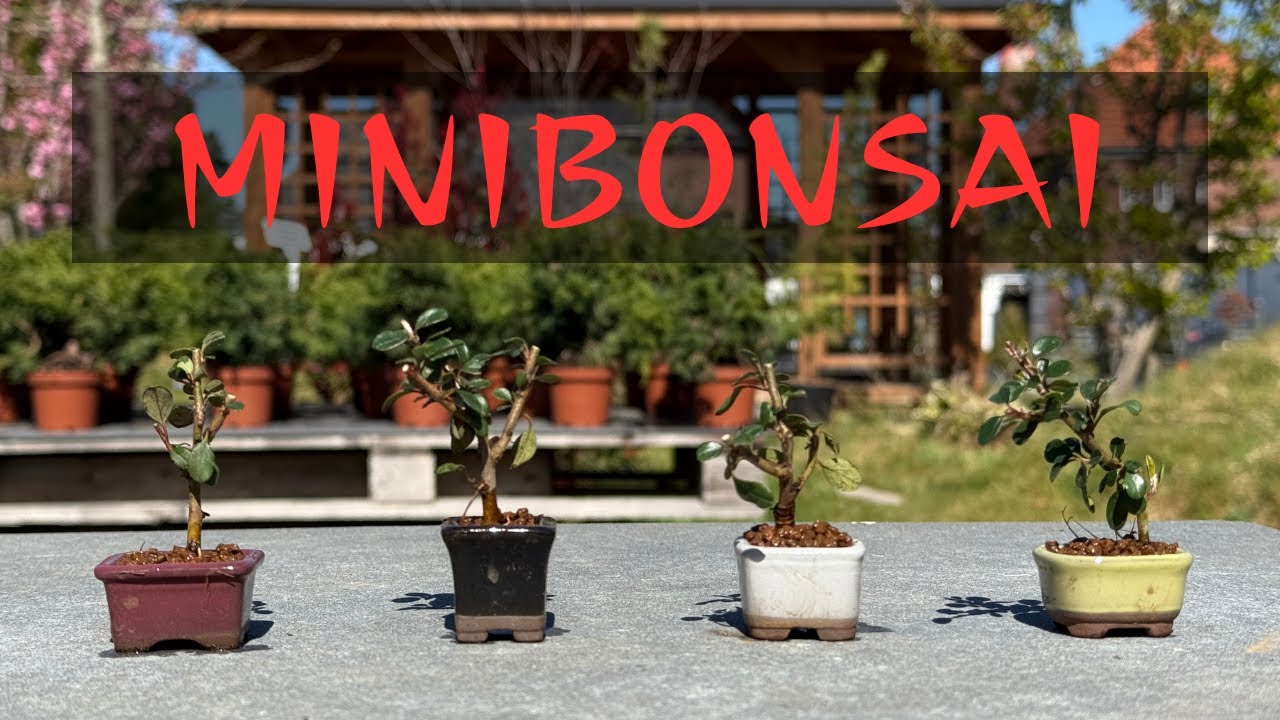 Mini-Bonsai schnell und einfach selber herstellen