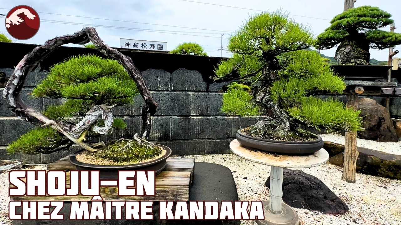 SHOJU-EN une visite en compagnie de Maître KANDAKA 🌱 NEJIKAN BONSAI 🌱
