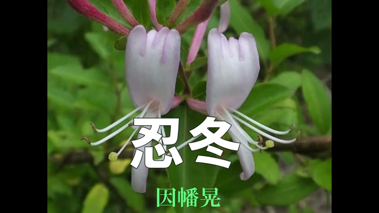 忍冬（すいかずら）因幡晃