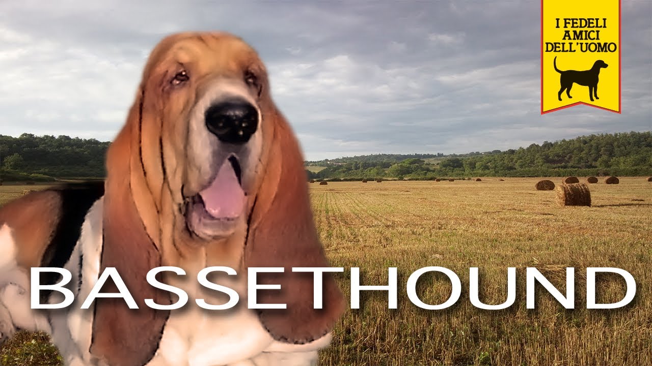 BASSET HOUND trailer documentario