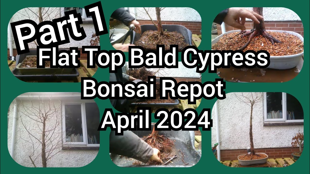 Flat Top Bald Cypress Bonsai Repot Apr 2024 Part 1