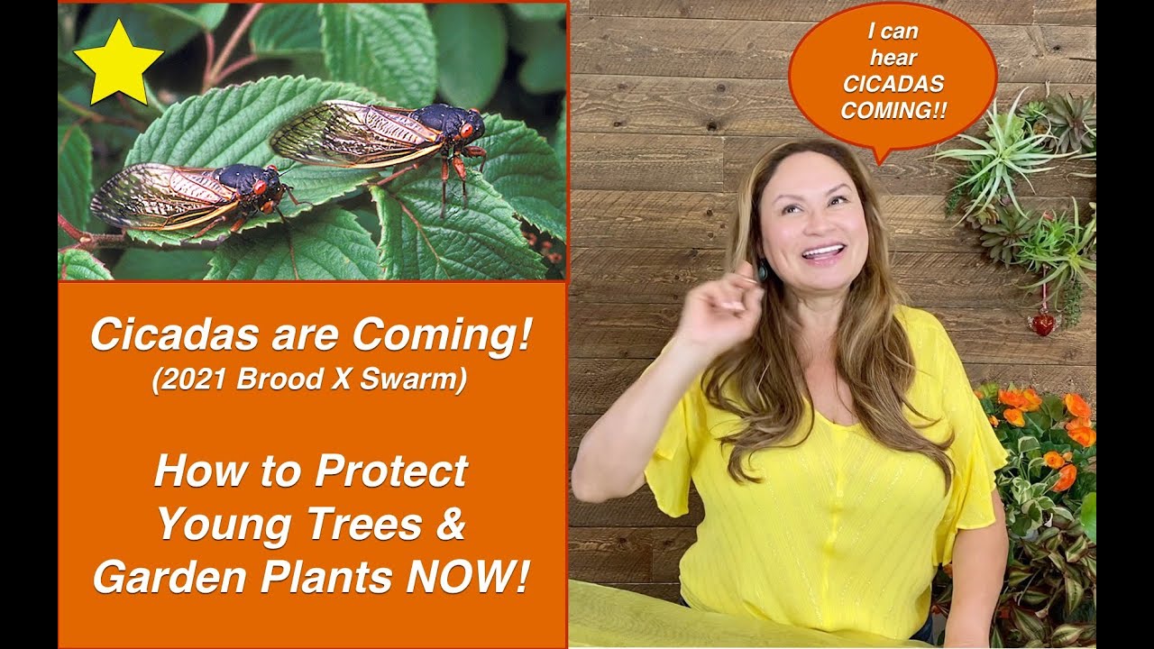 CICADAS ARE COMING! Brood X (10) Cicada Swarm 2021 🐛 How To PROTECT YOUR TREES NOW!  Shirley Bovshow
