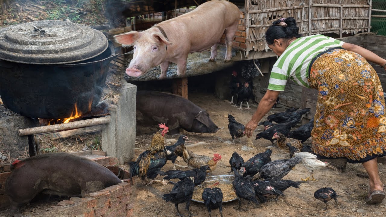 Process leftover food into food for pigs and chickens​ | Real Life Pig Farm