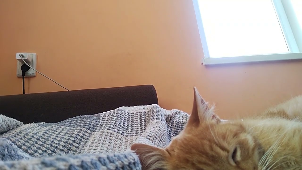 Видео о том как спит котик