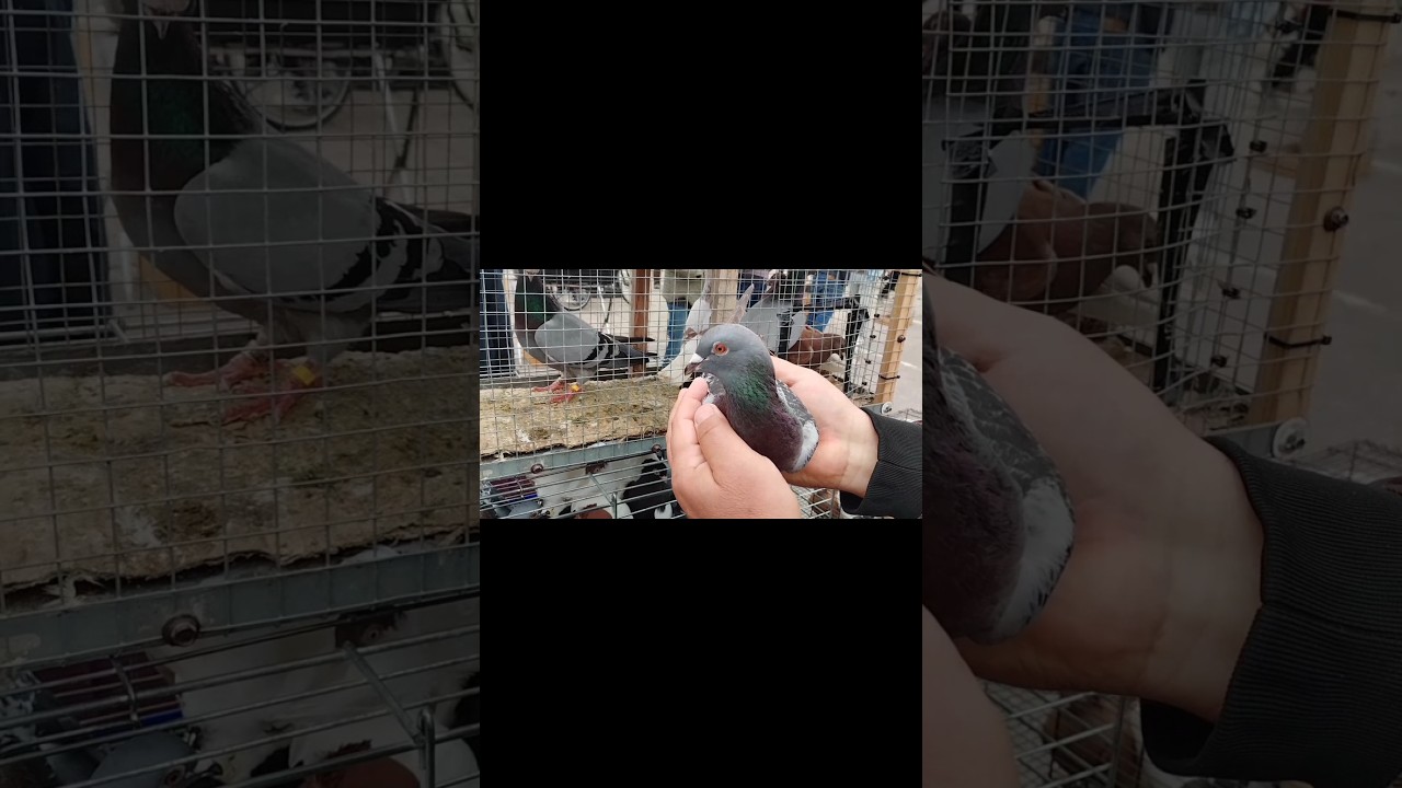 Niemiecki Lotnik na Targu #gołębie #pigeon #kabootarba