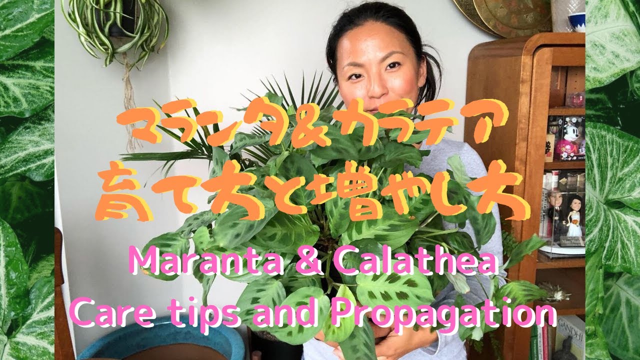 Maranta & Calathea care tips and propagation マランタ カラテアの育て方と増やし方　植物紹介