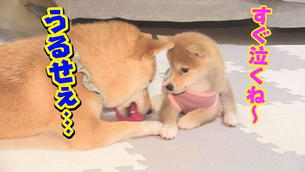 ○○で妹に負け、悔しくて泣く兄柴犬が可愛い♥