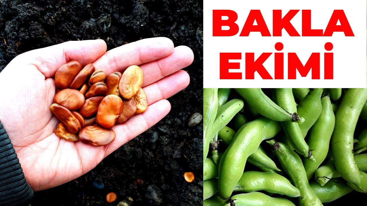 BAKLA EKİMİ İÇİN GEÇ KALMADINIZ - VİYOLE BAKLA EKTİK