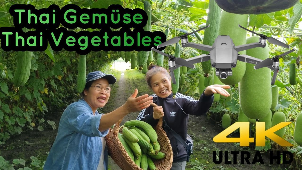 สวนผักไทยในเบลเยี่ยม ที่ให่ญที่สุดในยุโรป ชมภาพถ่ายทางอากาศ DJI Mavie (Gemüse Belgien )213