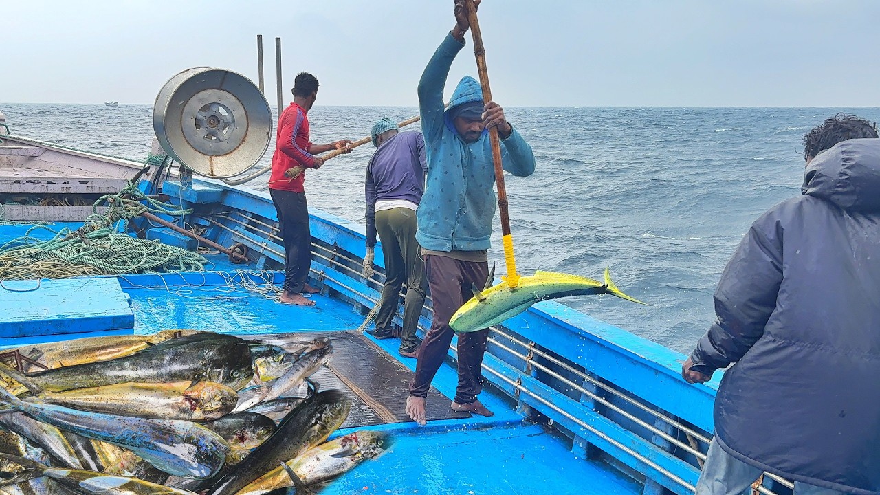 Ohh❗Second Day Heavy Rainy Day 💢 Huge of Mahi Mahi Fishes Catches 🤩 Fishing Adventure 