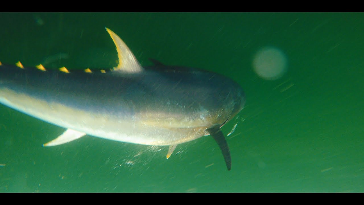 Tuna CHART Bluefin Tuna scientific catch and release fishery Ireland