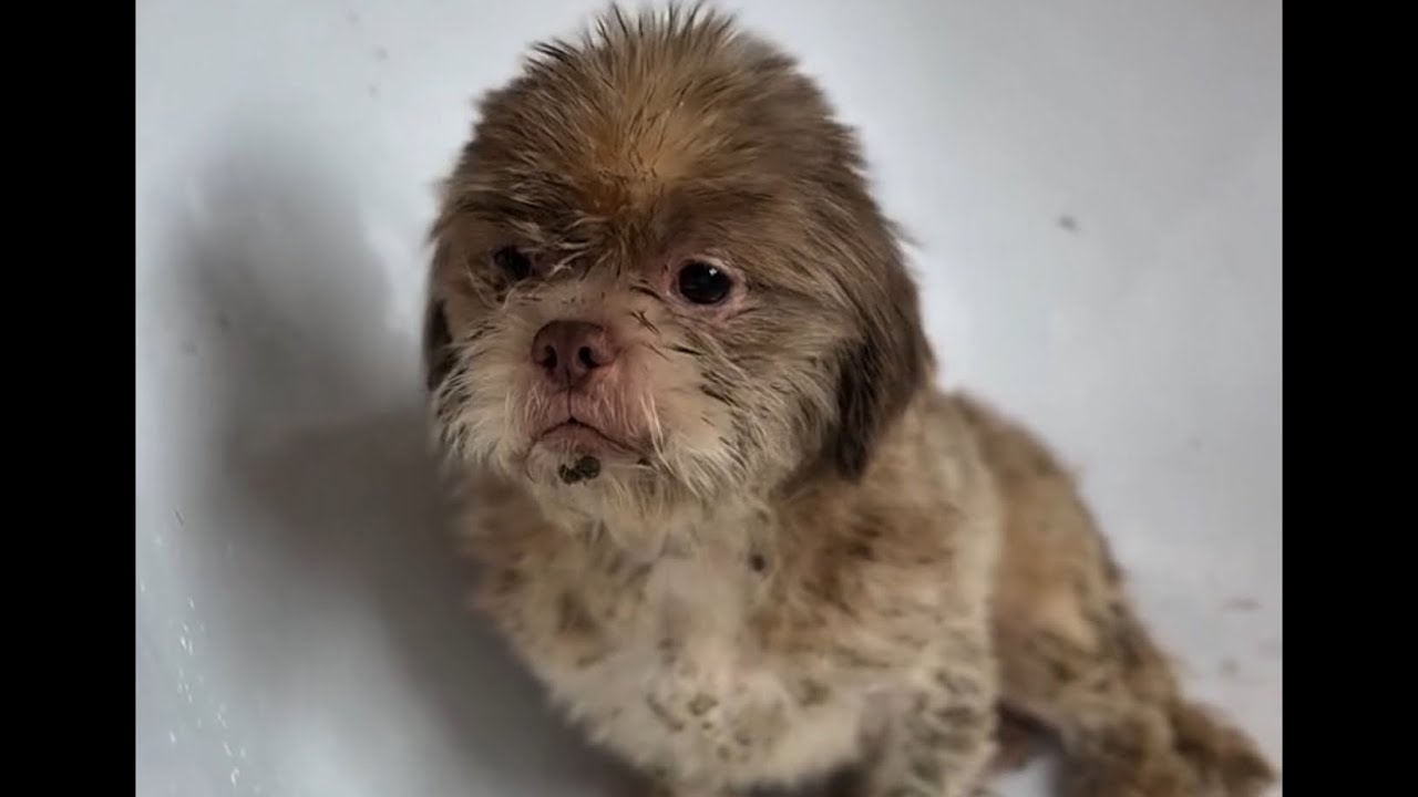 Rescue of a Poor Puppy Left in the Park &ndash; A Heartwarming Transformation #puppy #rescue #dog