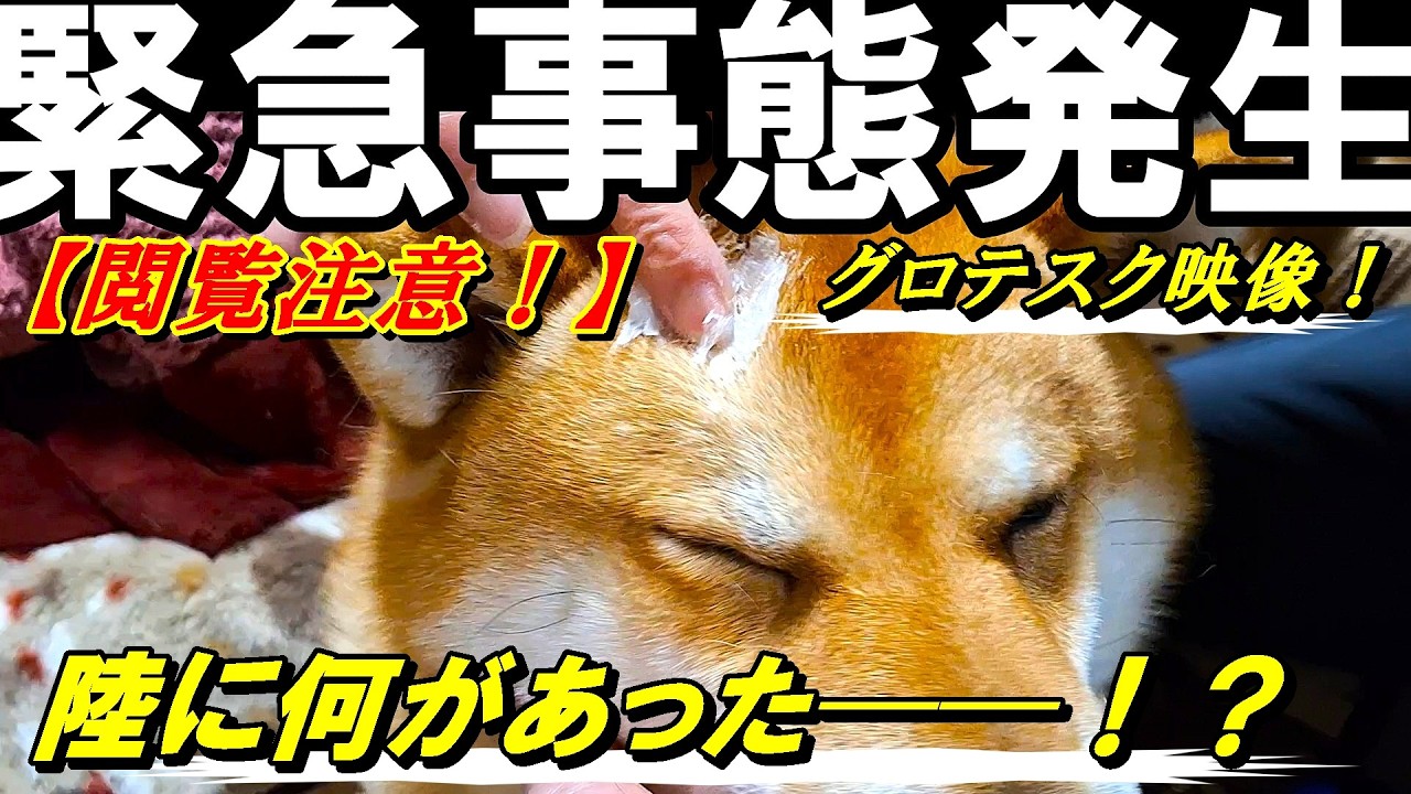 【閲覧注意】陸が危ない！１０分で助けろ！柴犬に何があったのか！？＃柴犬多頭飼い