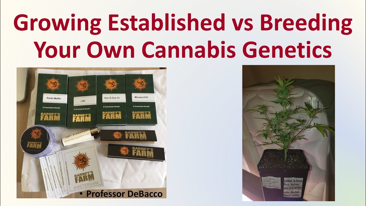Growing Established vs Breeding Your Own Cannabis Genetics