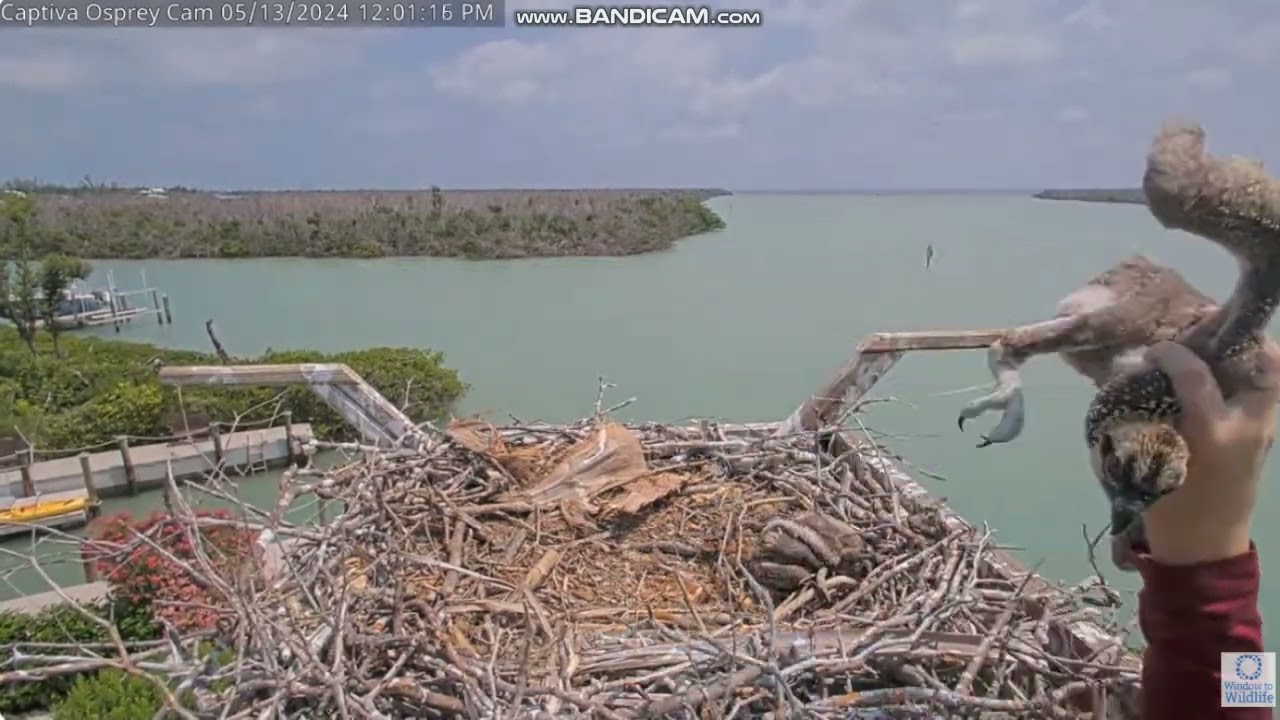 Highlights of fishing line removal at Captiva Osprey Nest