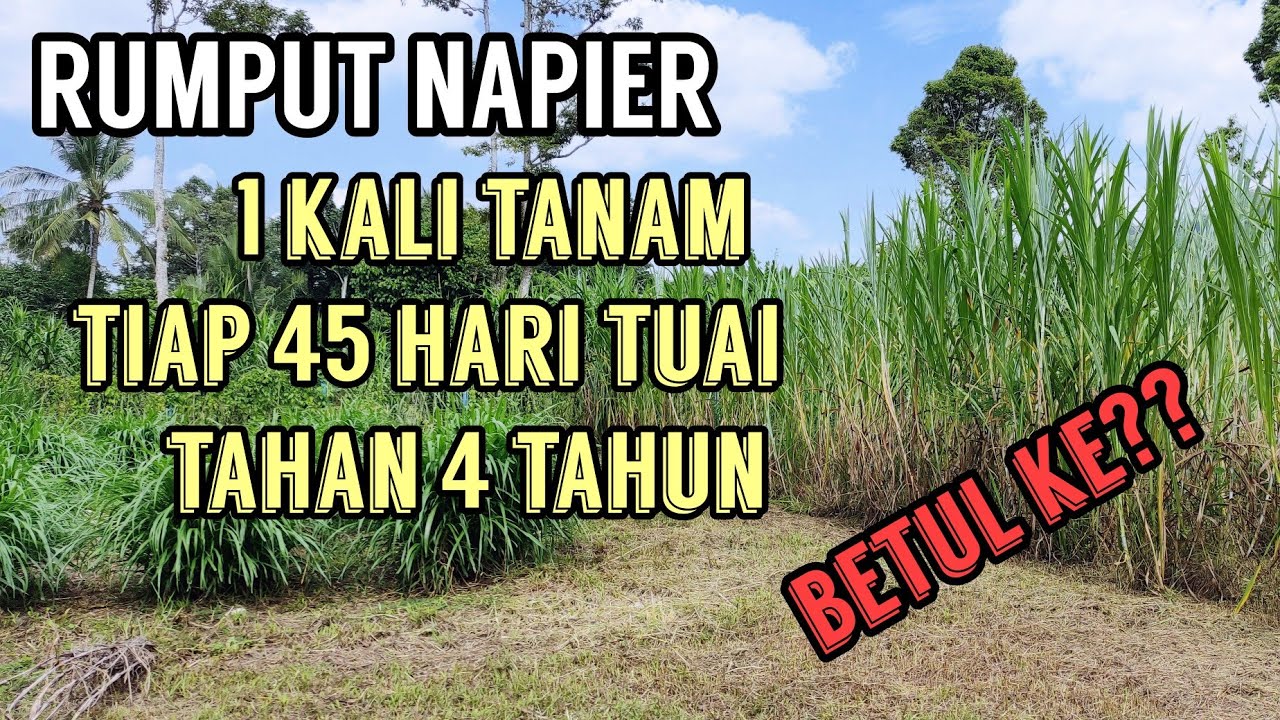 TANAM RUMPUT NAPIER MENJANA PENDAPATAN