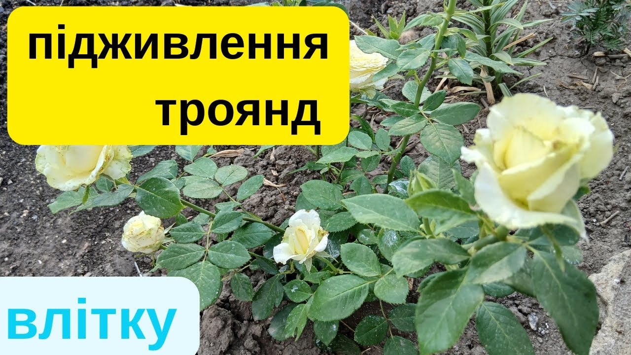 підживлення троянд для другого цвітіння. які добрива потребують троянди.