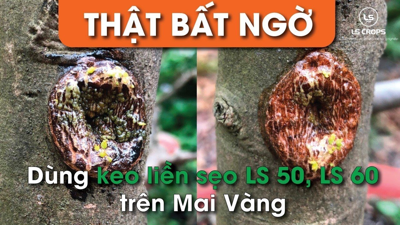 Keo Liền Sẹo, Liền Da Cho Cây Trồng LS 50 & LS 60 ( Kết Quả Bất Ngờ Quá ) 🏆🏆