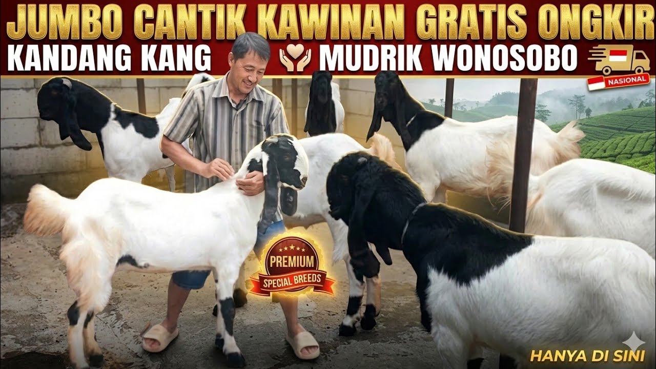 PAKET JUMBO LAMBE TURAH..!!! KAMBING PE KALIGESING GRATIS ONGKIR DI KANG MUDRIK