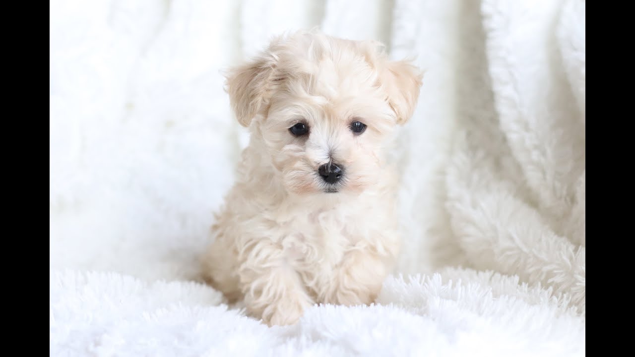 Available Maltipoo puppies, seven and eight weeks old.