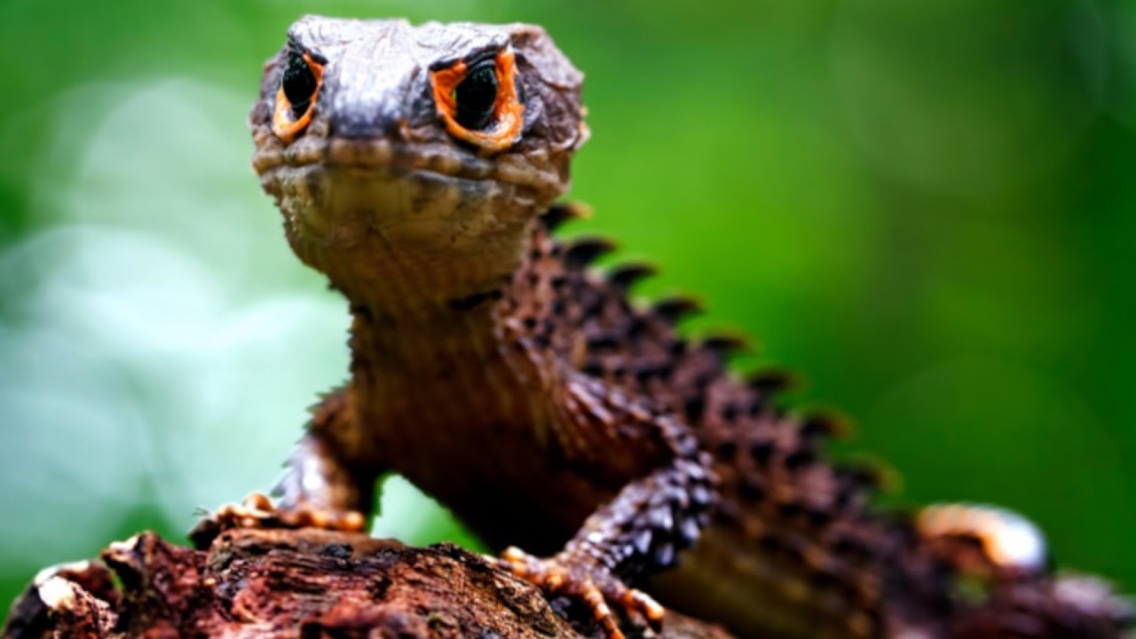 WHY IS MY RED EYED CROCODILE SKINK NOT EATING? | GECKOPIA