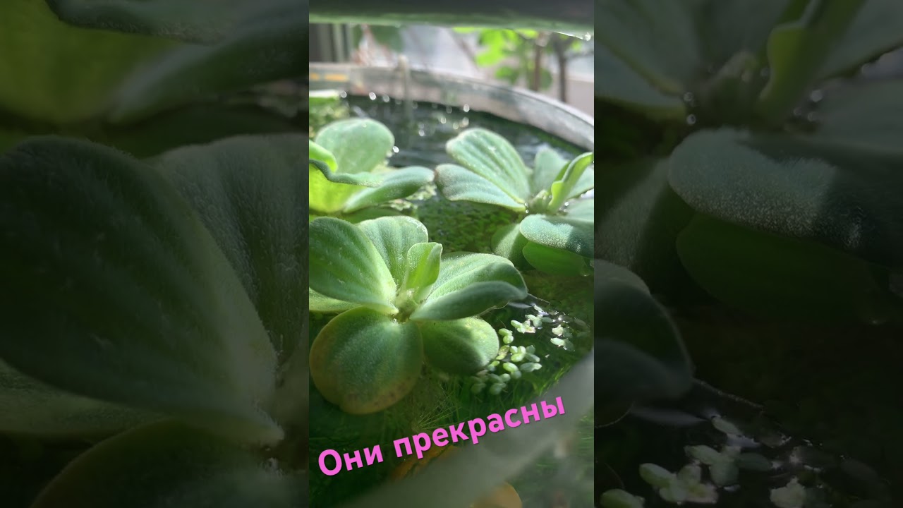 Эстетика воды и ее жителей♥️ 