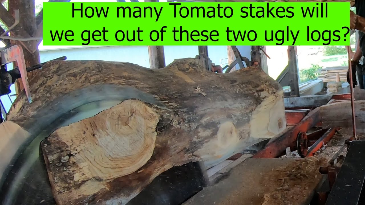 How many tomato stakes this two logs will make?