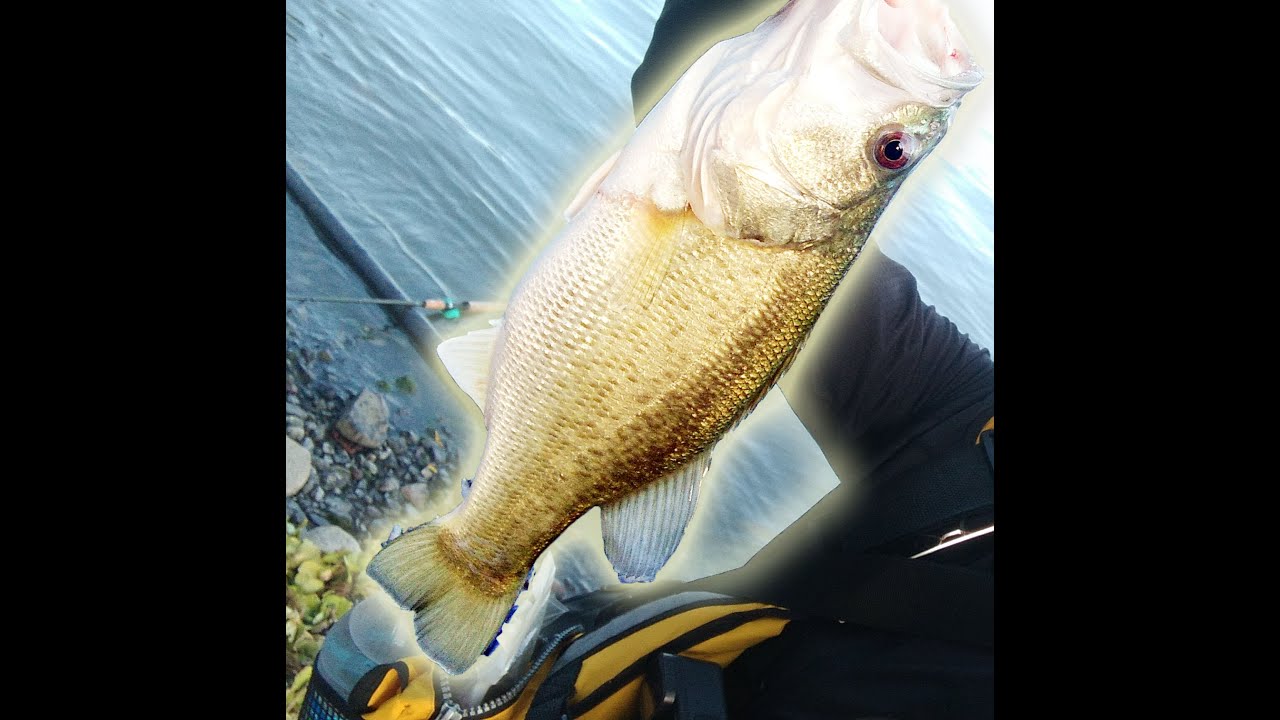 Pesca DIFICIL de LOBINAS EN CHAPALA