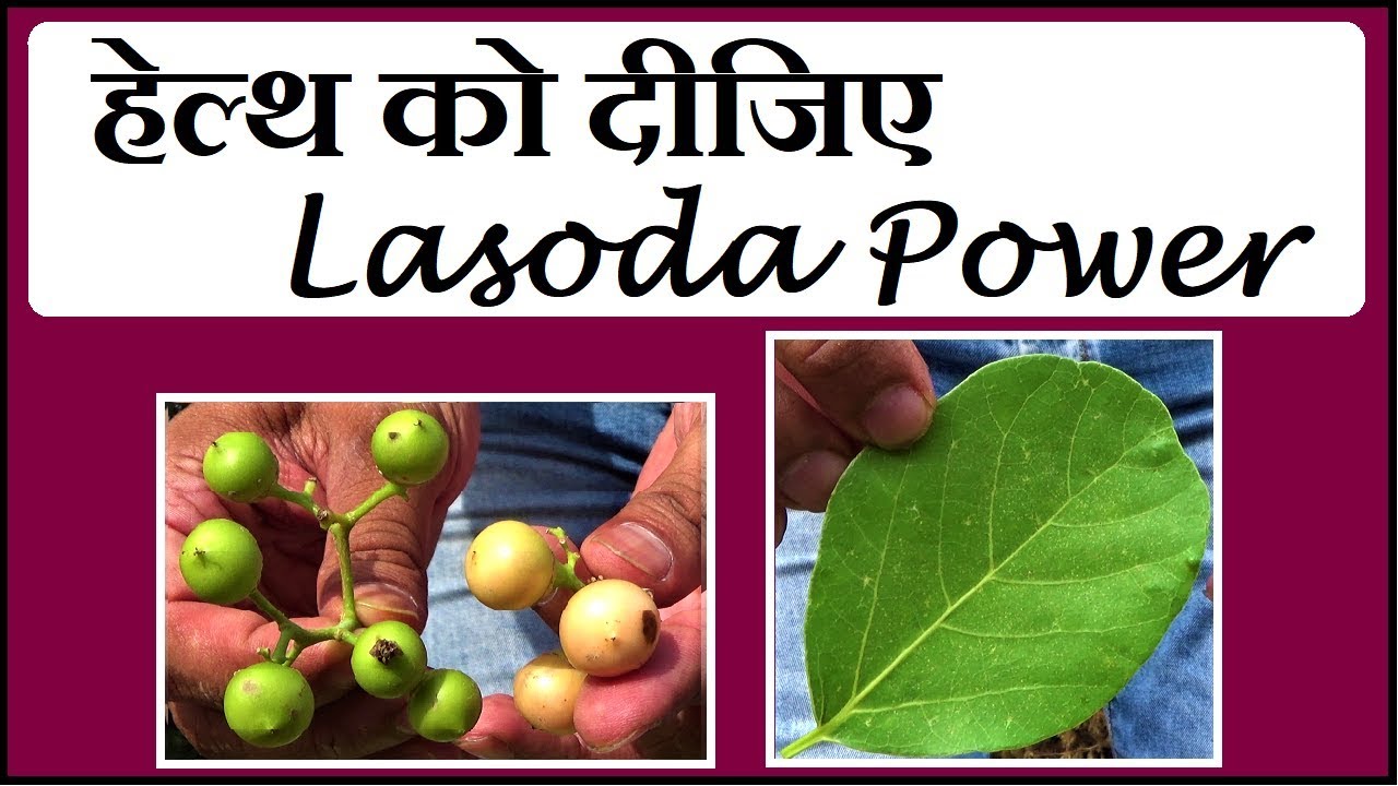 लसोड़ा, Lasoda पहचान और फायदे│Intro & Benefits of Cordia Dichotoma, Glue Berry By Vishal Sathye