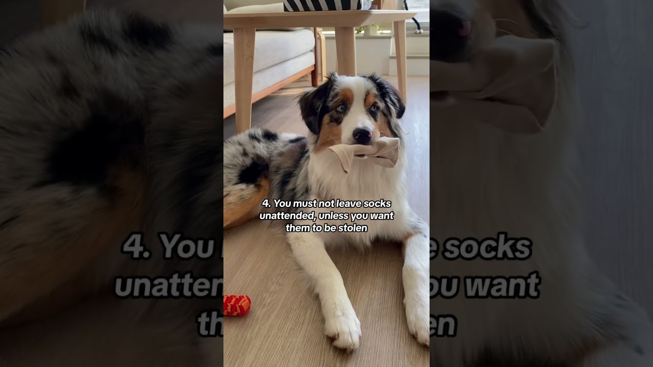 5 rules of dog parenting ✨ #aussie #australianshepherd