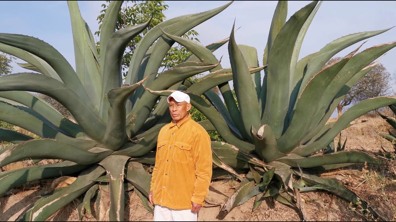 El pulque y sus beneficios