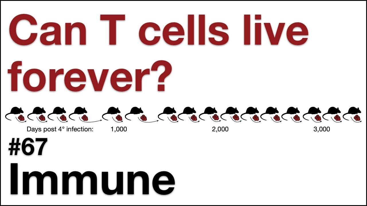 Immune 67: Can T cells live forever?